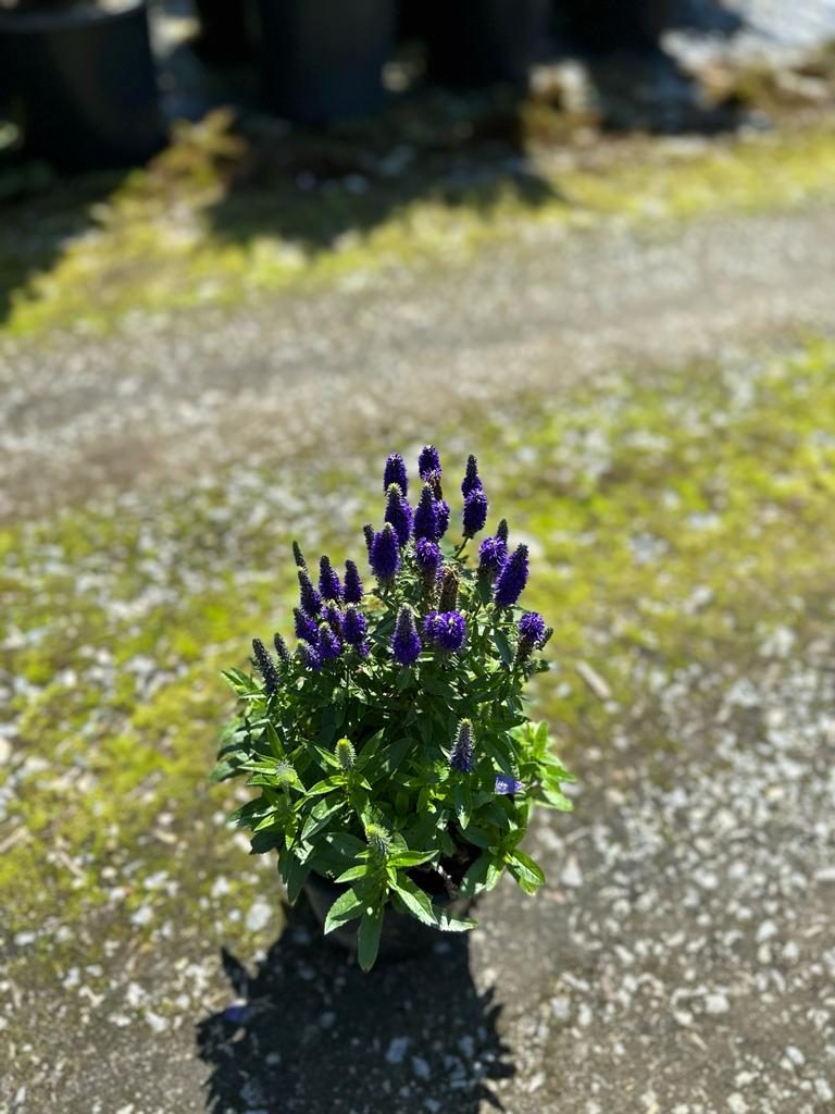 Veronica spicata 'Royal Candles' #1 gallon